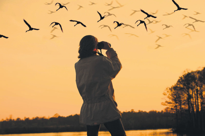 Birding, Beautiful recreational activity