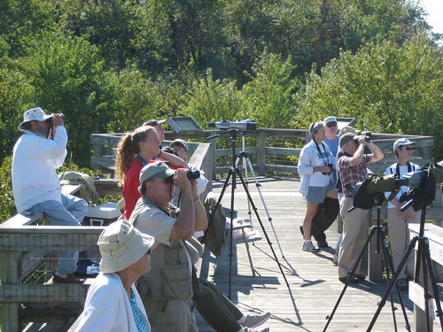 Birding, Beautiful recreational activity