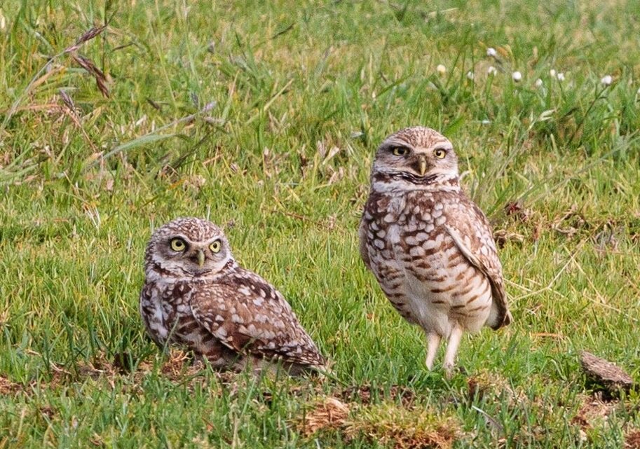 Birding, Beautiful recreational activity