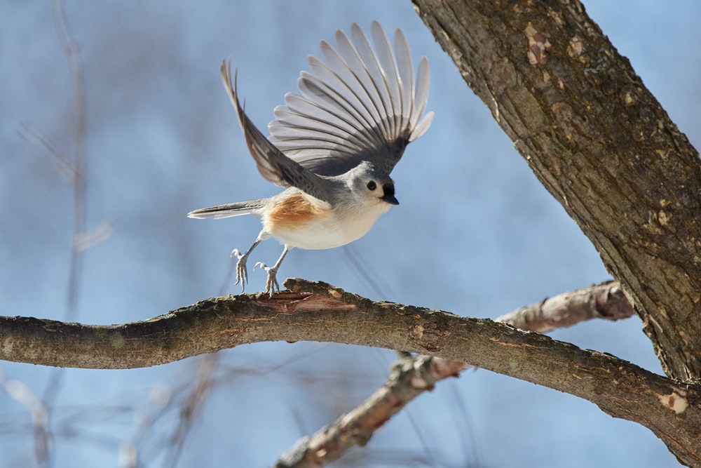 Birding, Beautiful recreational activity