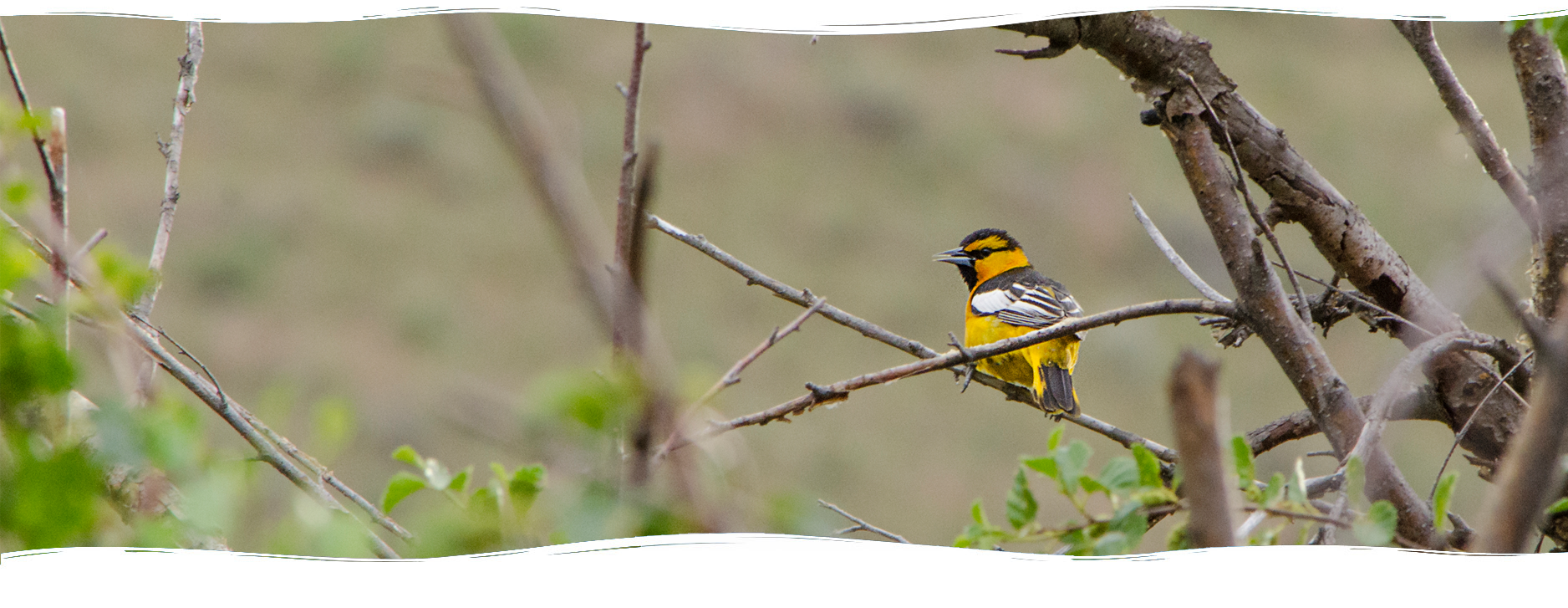 Birding, Beautiful recreational activity