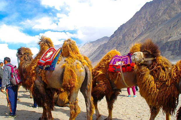 Camel Safari, Activity on the Back of Camel