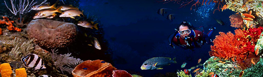 Scuba Diving, Adventure Under Water