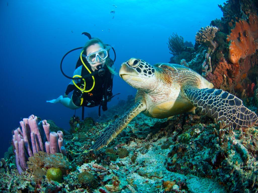 Scuba Diving, Adventure Under Water