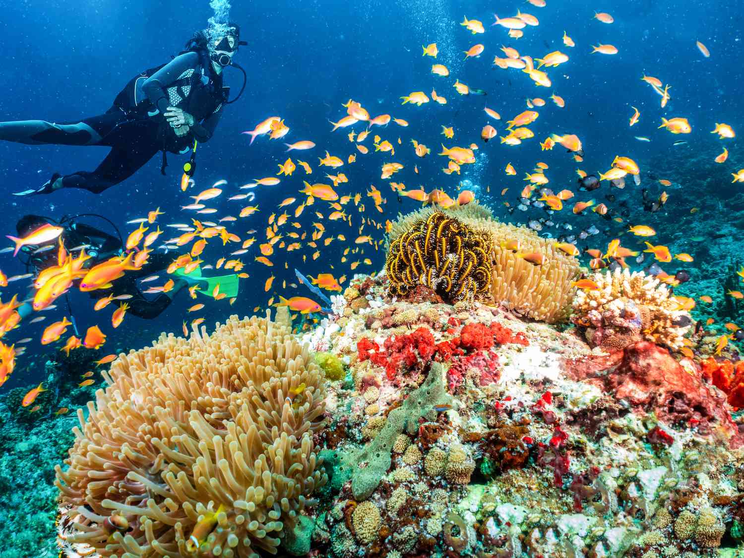 Scuba Diving, Adventure Under Water