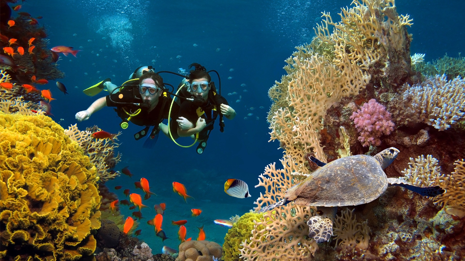 Scuba Diving, Adventure Under Water