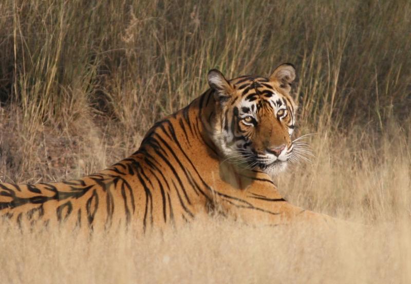 Wildlife Safari, Adventure in the Middle of Forest