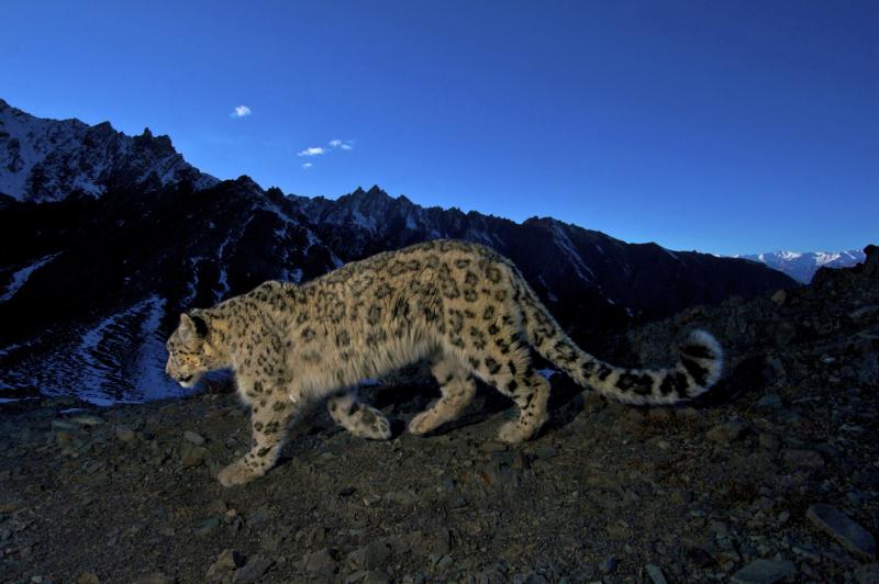 Wildlife Safari, Adventure in the Middle of Forest