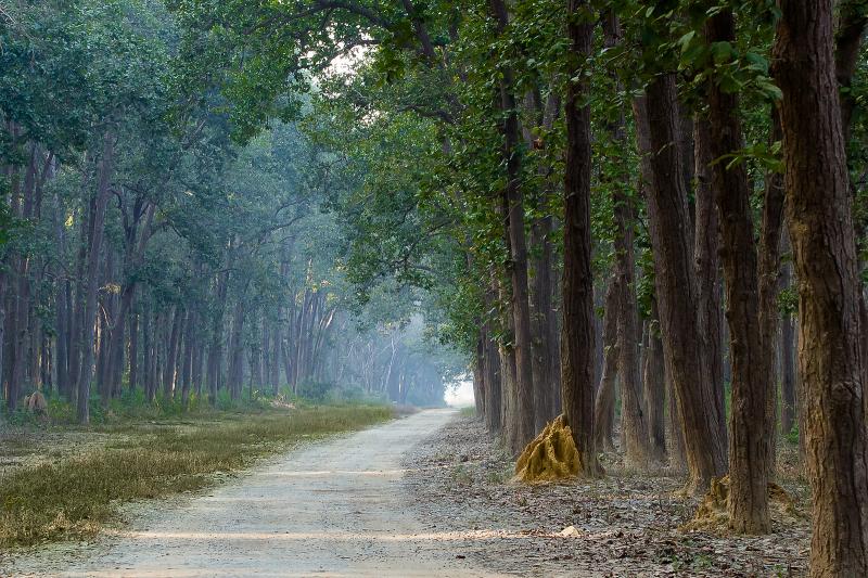 Wildlife Safari, Adventure in the Middle of Forest