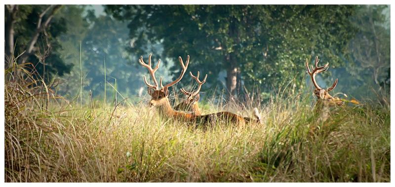 Wildlife Safari, Adventure in the Middle of Forest