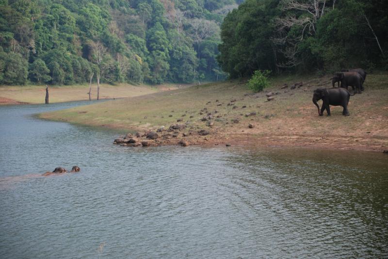 Wildlife Safari, Adventure in the Middle of Forest