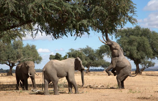 Wildlife Safari, Adventure in the Middle of Forest