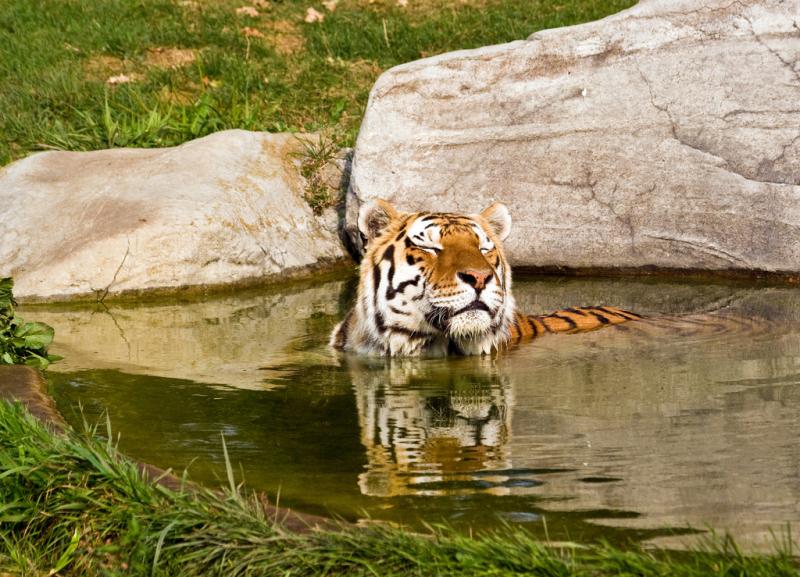Wildlife Safari, Adventure in the Middle of Forest