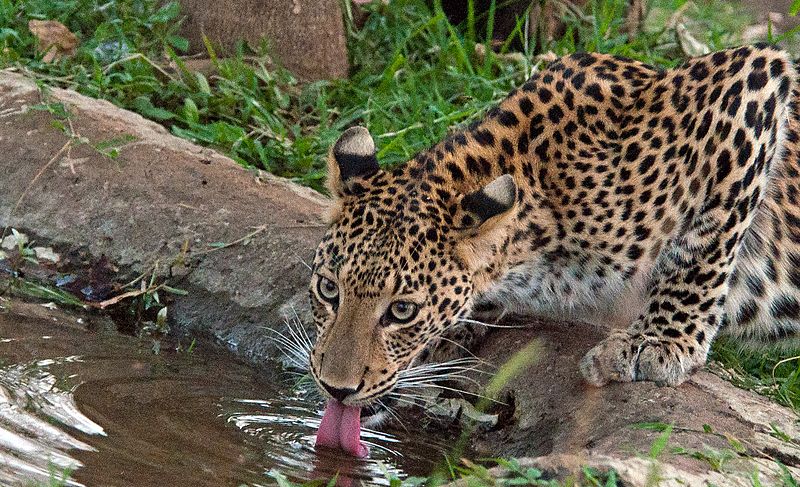 Wildlife Safari, Adventure in the Middle of Forest