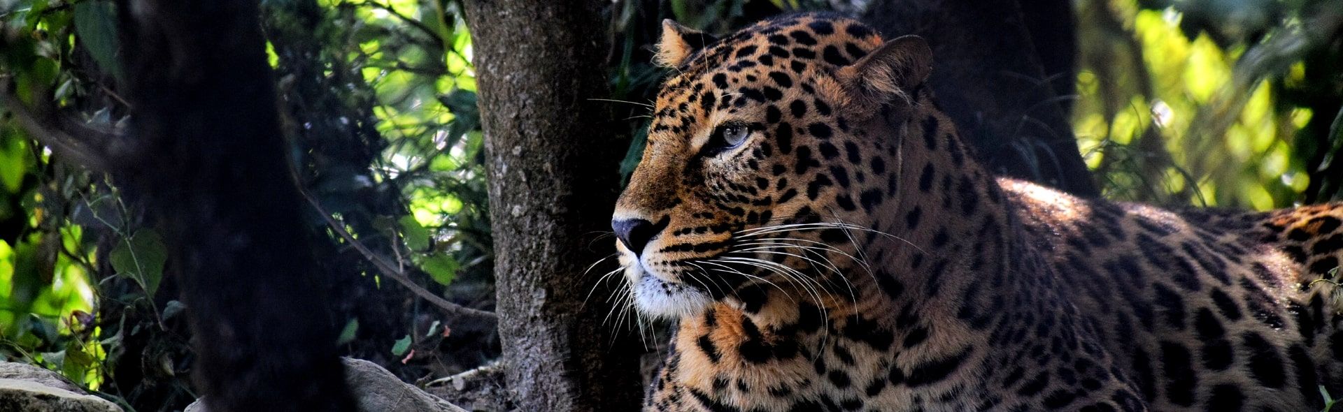 Wildlife Safari, Adventure in the Middle of Forest